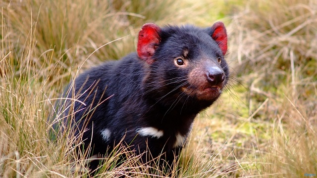tasmanian%20devil.jpg