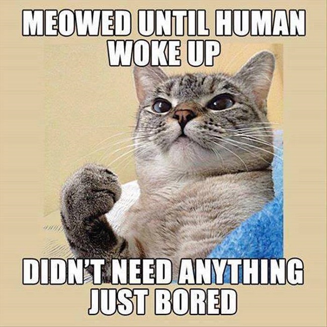 cat 2.jpg