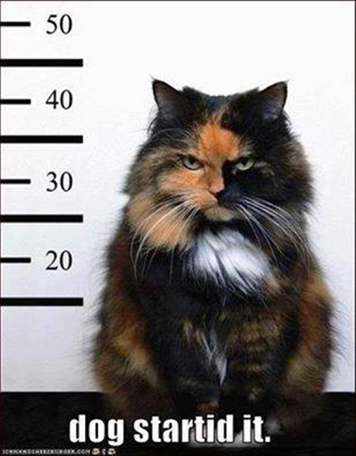 cat 1.jpg