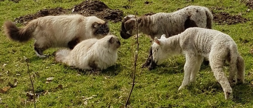 Sheep worrying.jpg